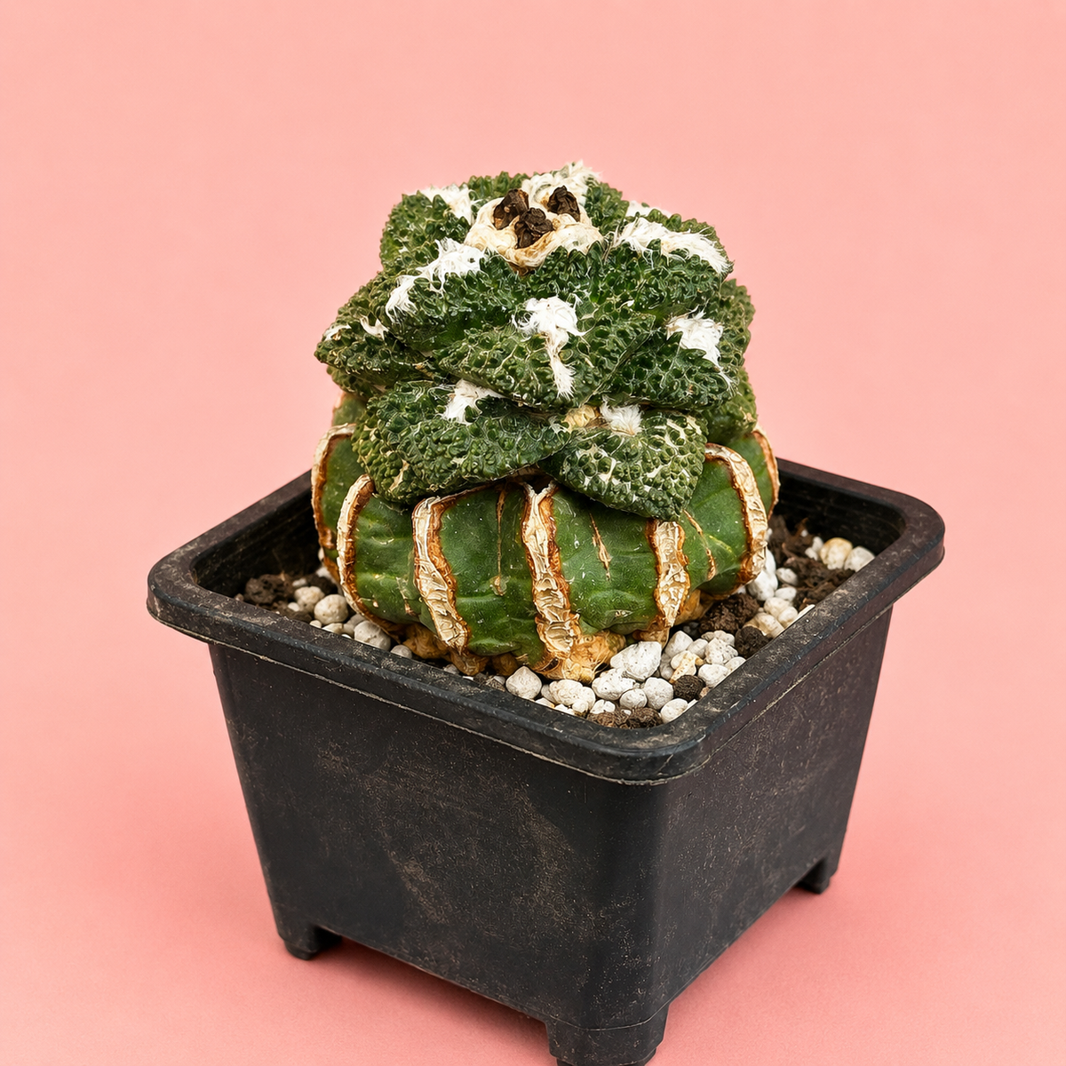 Ariocarpus fissuratus ‘Godzilla’ 8cm – Collector Cactus | Bare Root Specimen