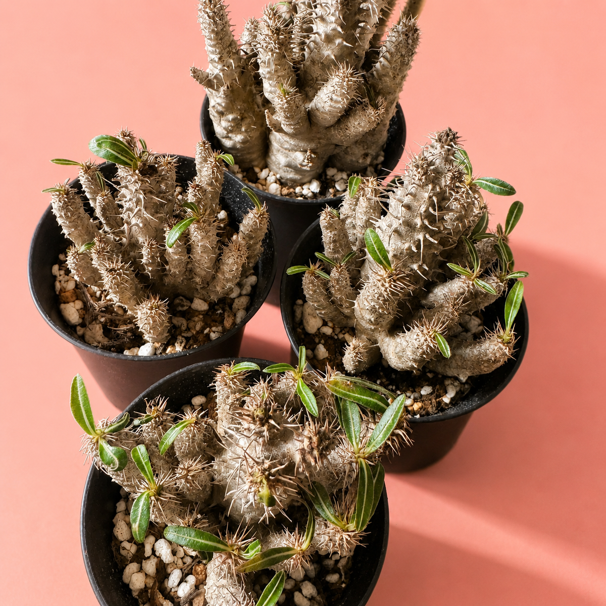 Pachypodium rosulatum subsp. cactipes – Caudex Succulent, Bare Root Pachypodium Plant