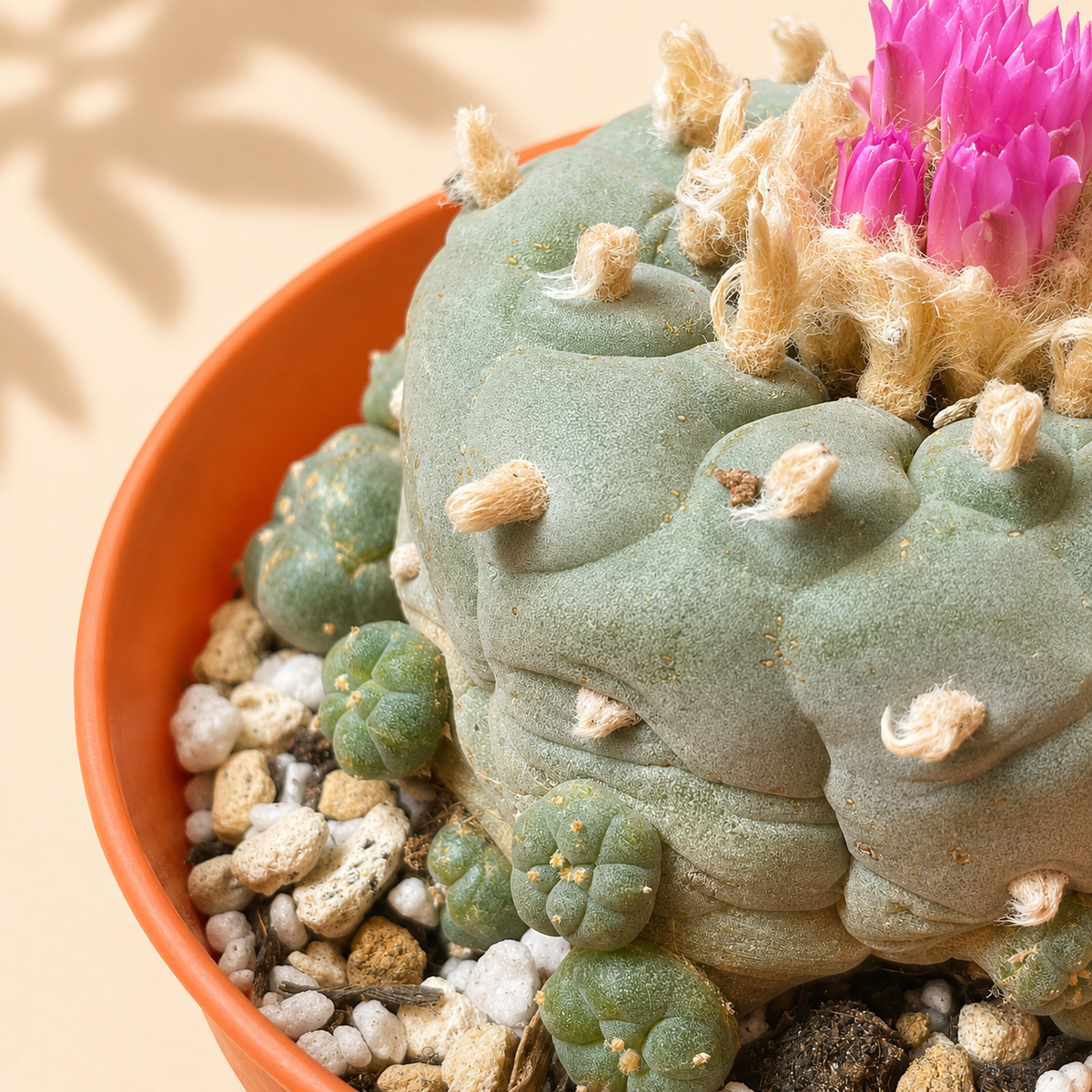 Multi-Head Button Cactus – Clustered Cactus with Multiple Heads, Clumping Growth & Mature Specimen