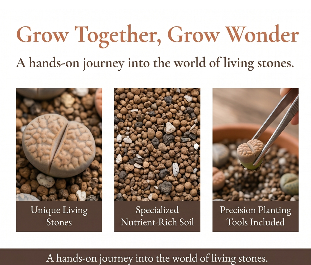 Living Stone New Starter Kit - with 1 Bag of Lithops Soil, 5 Single-Head Lithops, 2 Double-Head Lithops, 1 Terracotta pot, 1 Tweezers Tool - Succulents, Cactus, Gift for Kids, Gift for Succulents Lovers