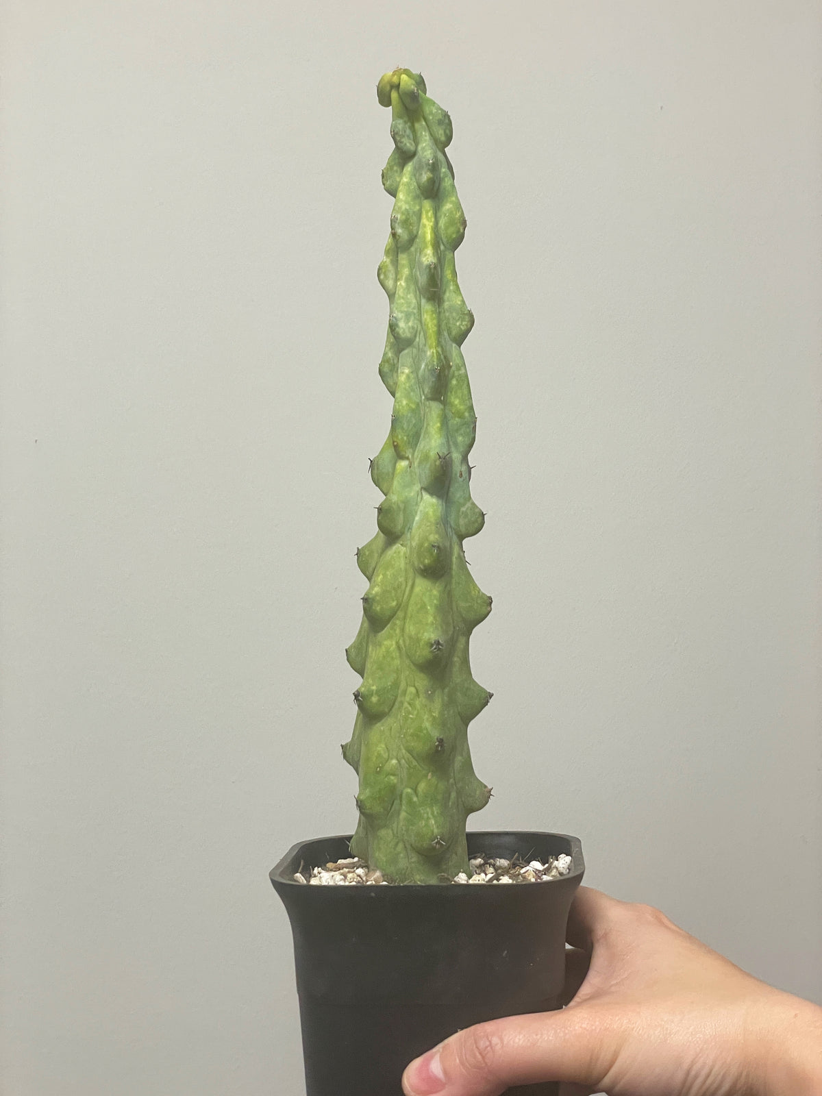 Boobie Cactus UK- Chic Chic Plants