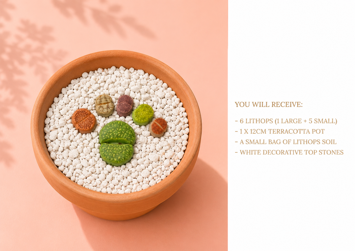 A terracotta bowl filled with white pebbles and a small green succulent, shown on a peach background beside a text panel listing included items: 6 lithops cacti, 1 cm pot, soil bag, and decorative stones.