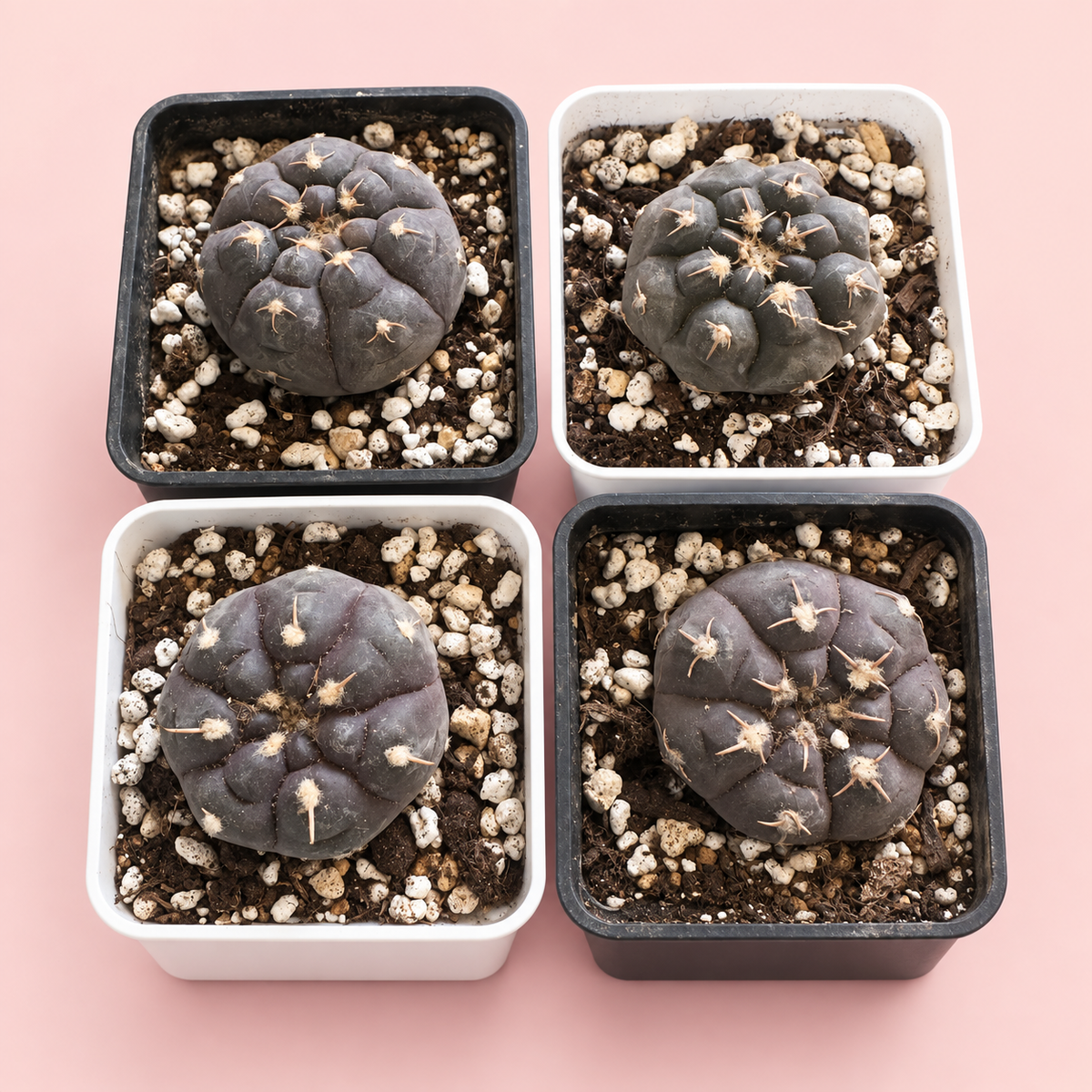 Gymnocalycium prochazkianum Purple Cactus 3.5–4cm in 7cm Pot | Indoor Plant Gift, Housewarming Gift, Christmas Gift