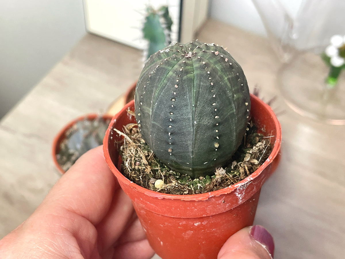 4 different Euphorbia, Euphorbia obesa/polygona/horrida/Polyacantha in 5.5cm pot