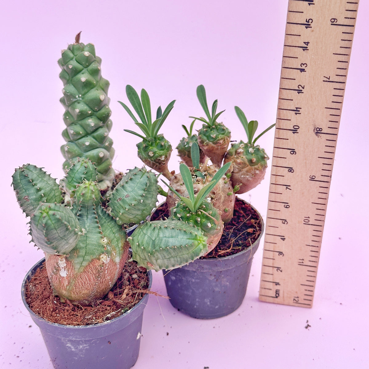 Small cacti plants in pots with a wooden ruler for scale on a light purple background