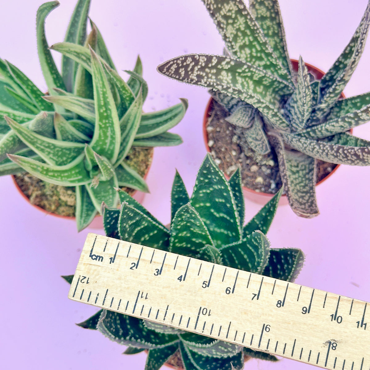 3pcs Aloe & Haworthia Succulent Set | 8cm Pots | Easy Care Indoor Plants | Nursery Pots