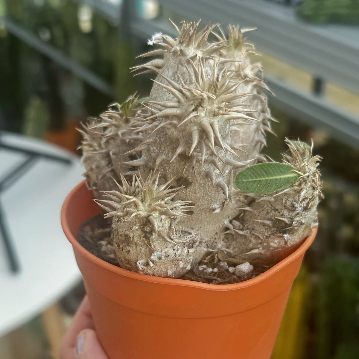 Pachypodium Densiflorum – Bare Root Caudex Succulent Plant