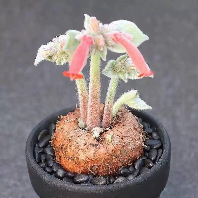 Mini Sinningia leucotricha (Brazilian Edelweiss) – Woolly Caudex Succulent Plant, Bare Root