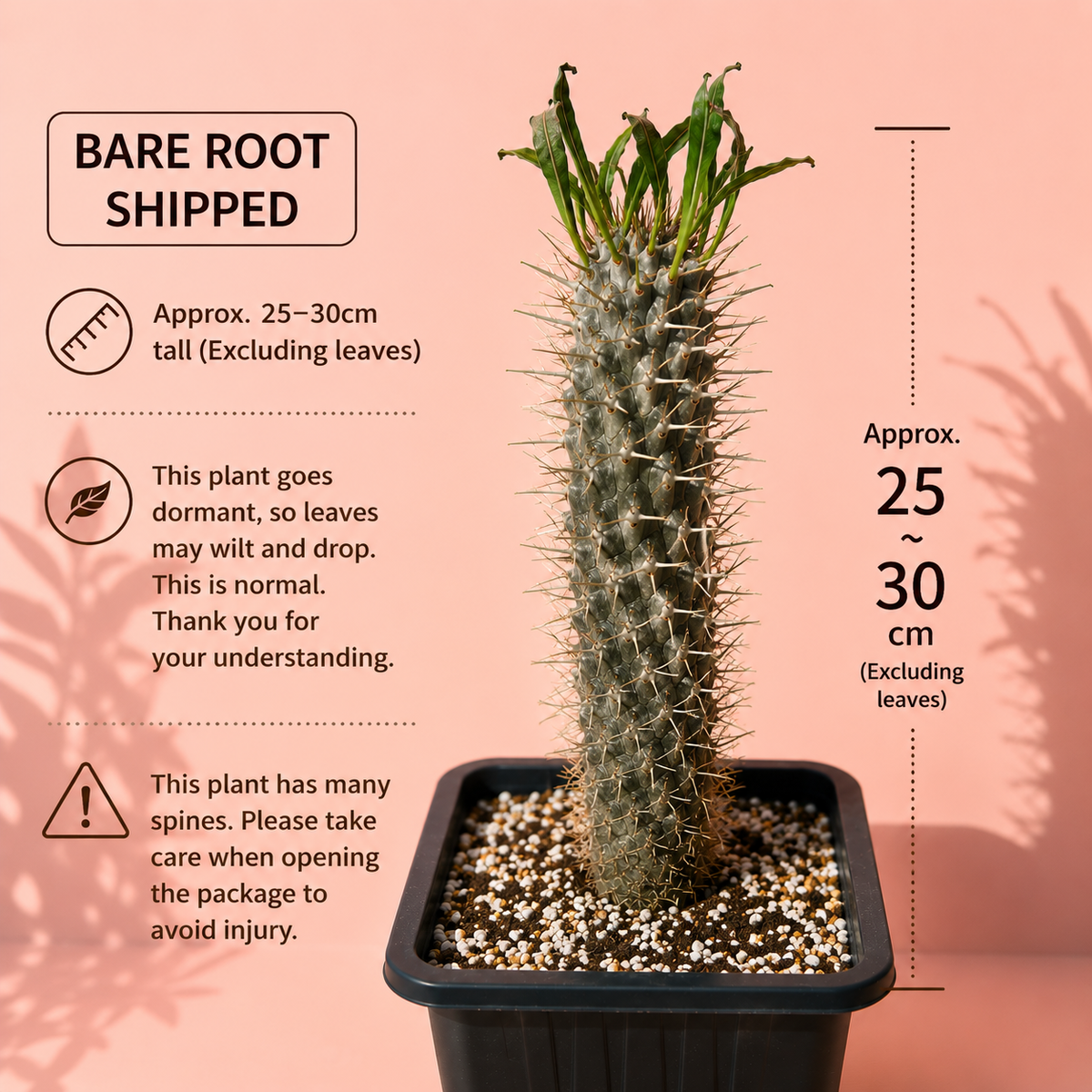 A bare root spiny cactus plant in a black plastic pot on a peach-pink background with informational text and dimension callouts. The text says 'BARE ROOT SHIPPED' and notes the plant is approximately 25-30 cm tall excluding leaves, with a warning about many spines.