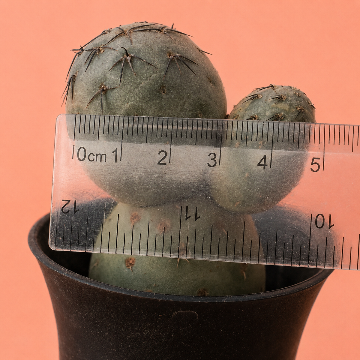 A close-up of a small potted cactus with two rounded green stems, shown with a clear plastic ruler across the top for scale against a solid peach-pink background.