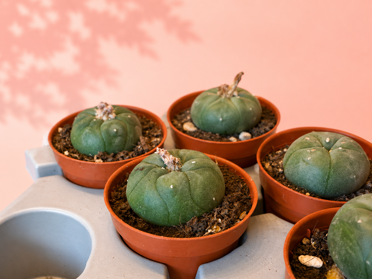 Several small green cacti in terracotta-colored plastic pots arranged on a light gray tray against a soft pink background.