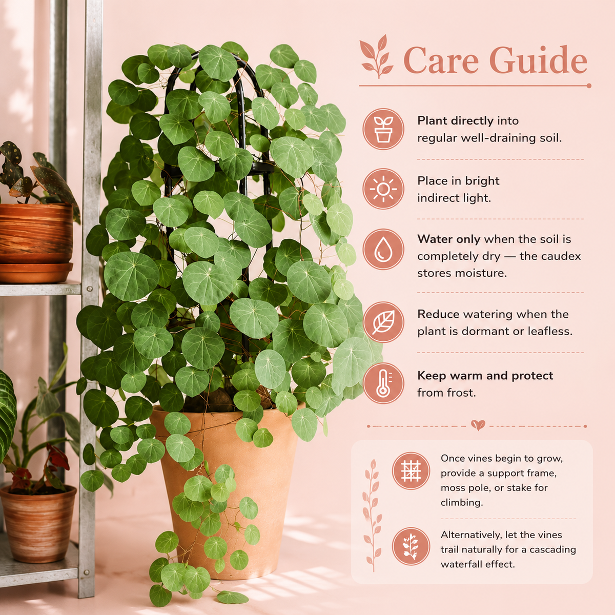 A potted trailing houseplant with round green leaves on a metal stand against a soft pink background, with a care guide text panel on the right showing planting, watering, and support tips.