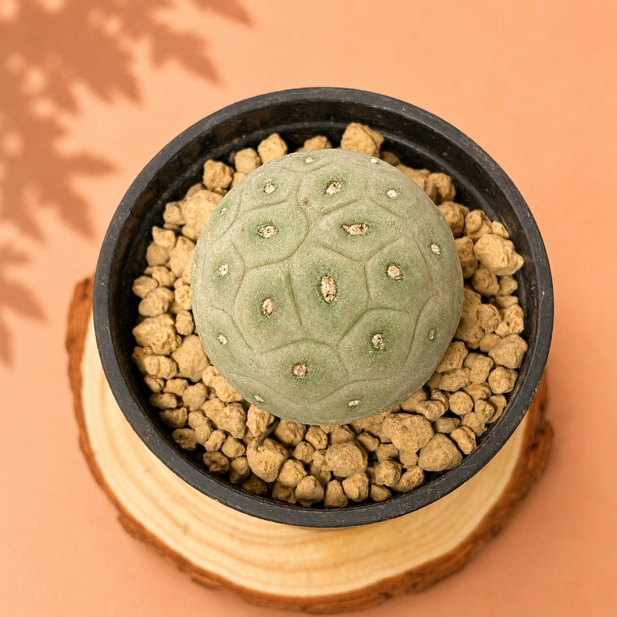 A small round green succulent or cactus with a hexagonal pattern, potted in a black plastic container filled with small beige pebbles, set on a wood slice coaster against a peach background.