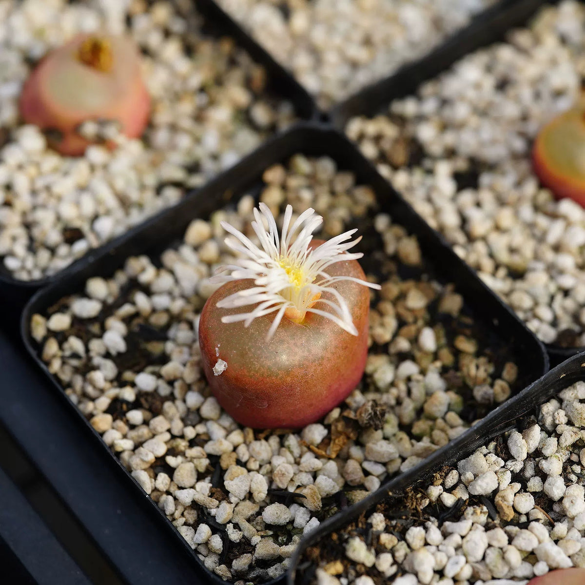 Aizoaceae