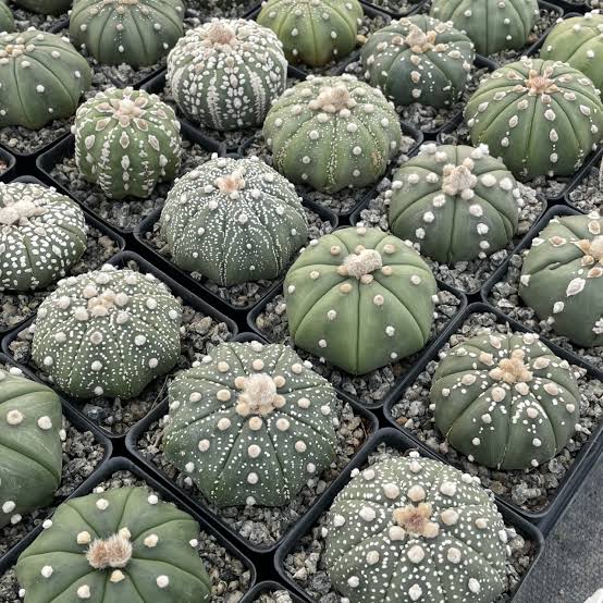 Astrophytum