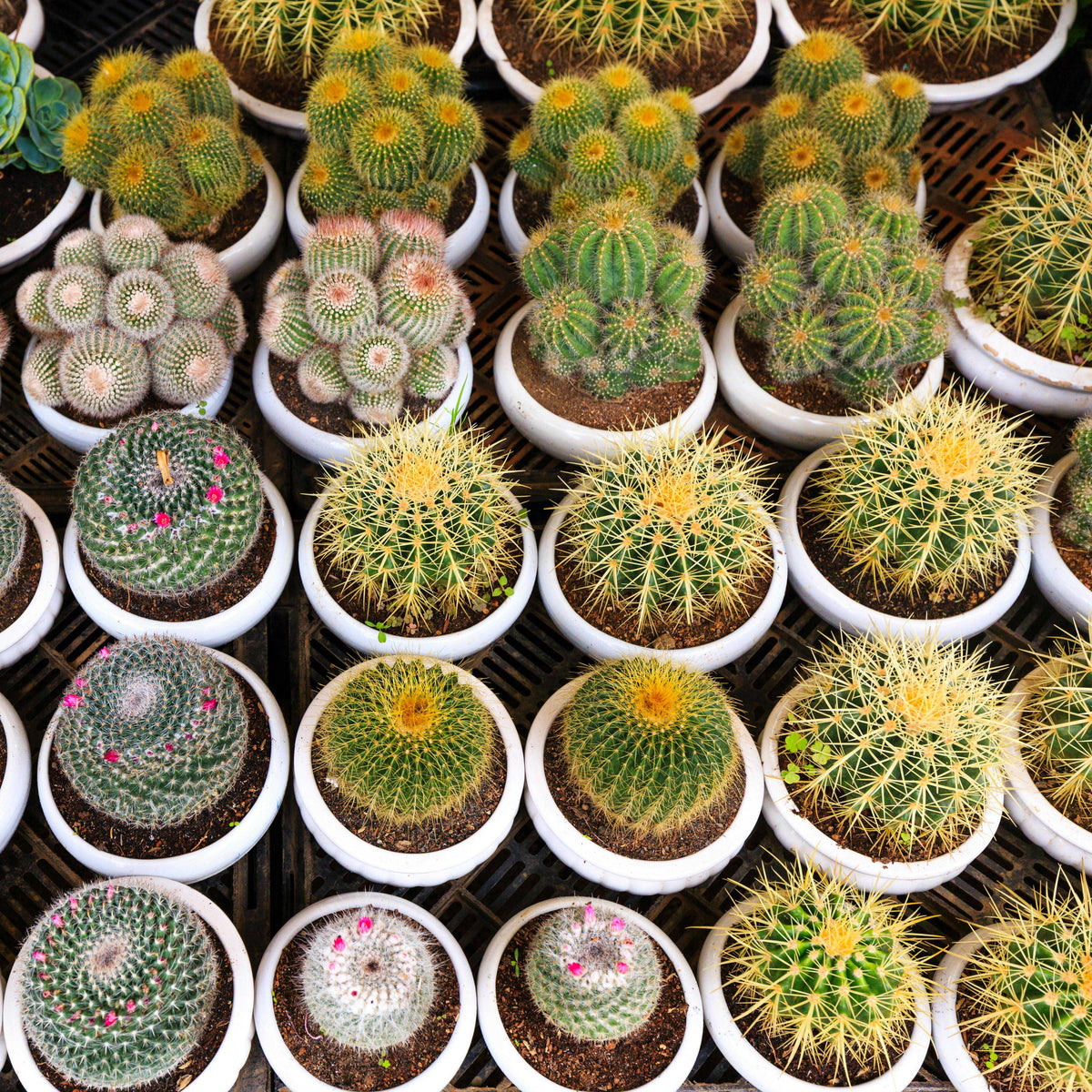 Cactus