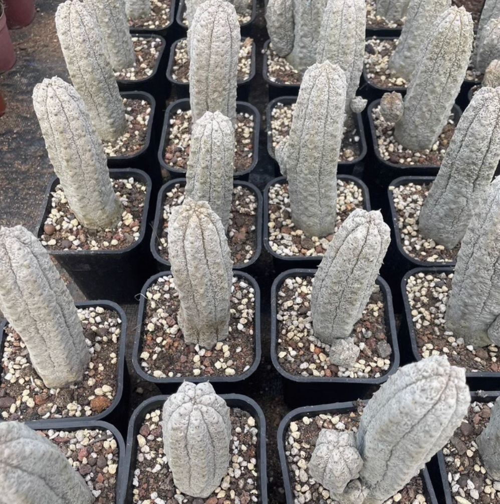 Euphorbia