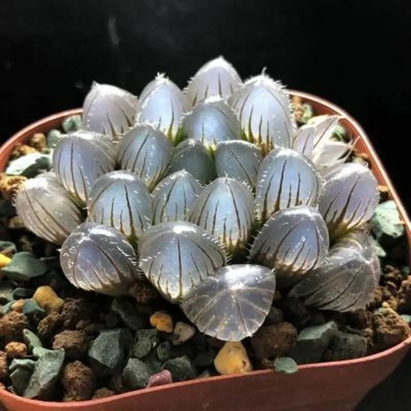 Haworthia
