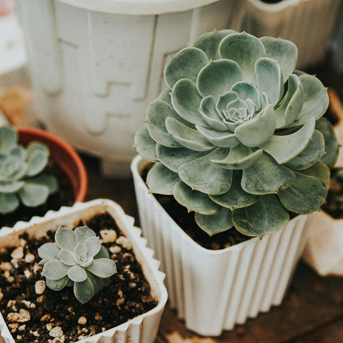 Succulents