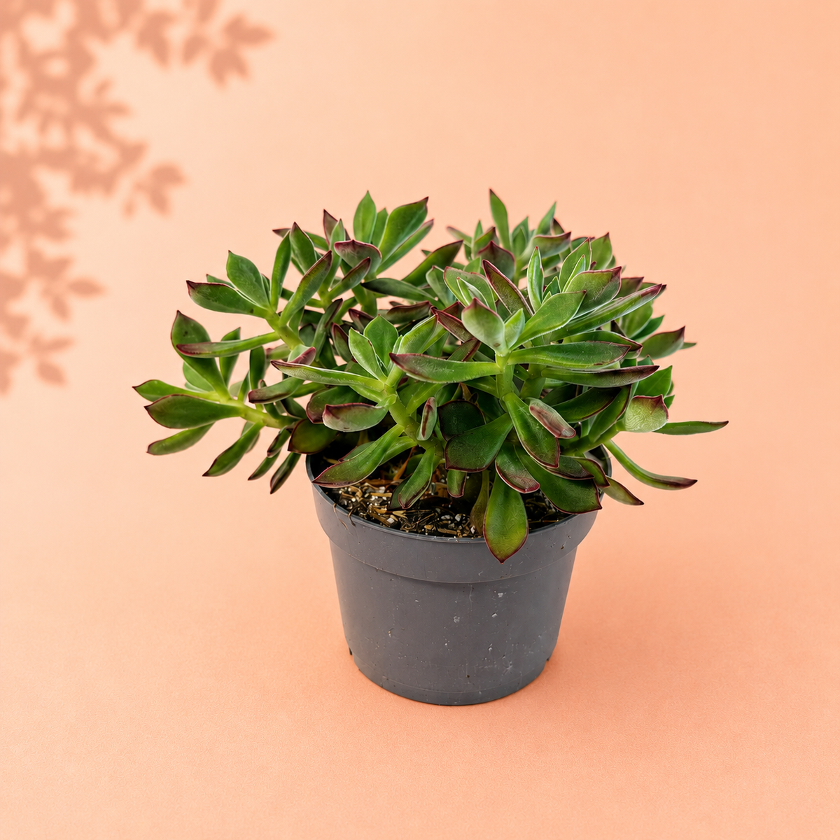 Large Echeveria Pulvinata Devotion in 13cm Nursery Pot