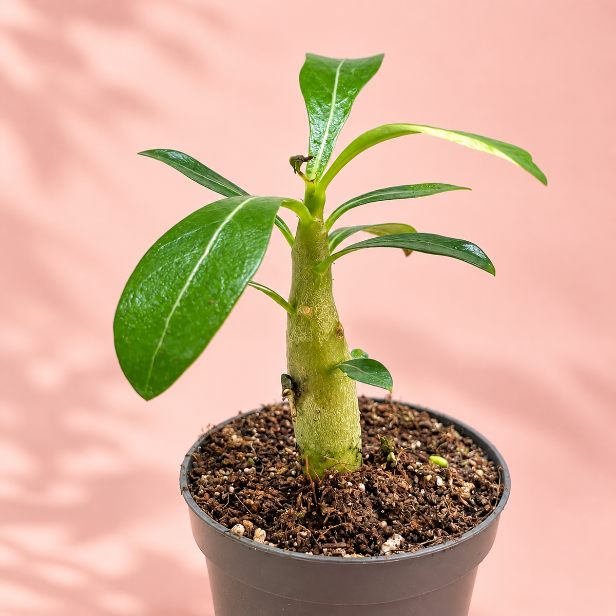 Baby Desert Rose, Adenium obesum | Caudex Succulent Plant Gift, Housewarming Gift