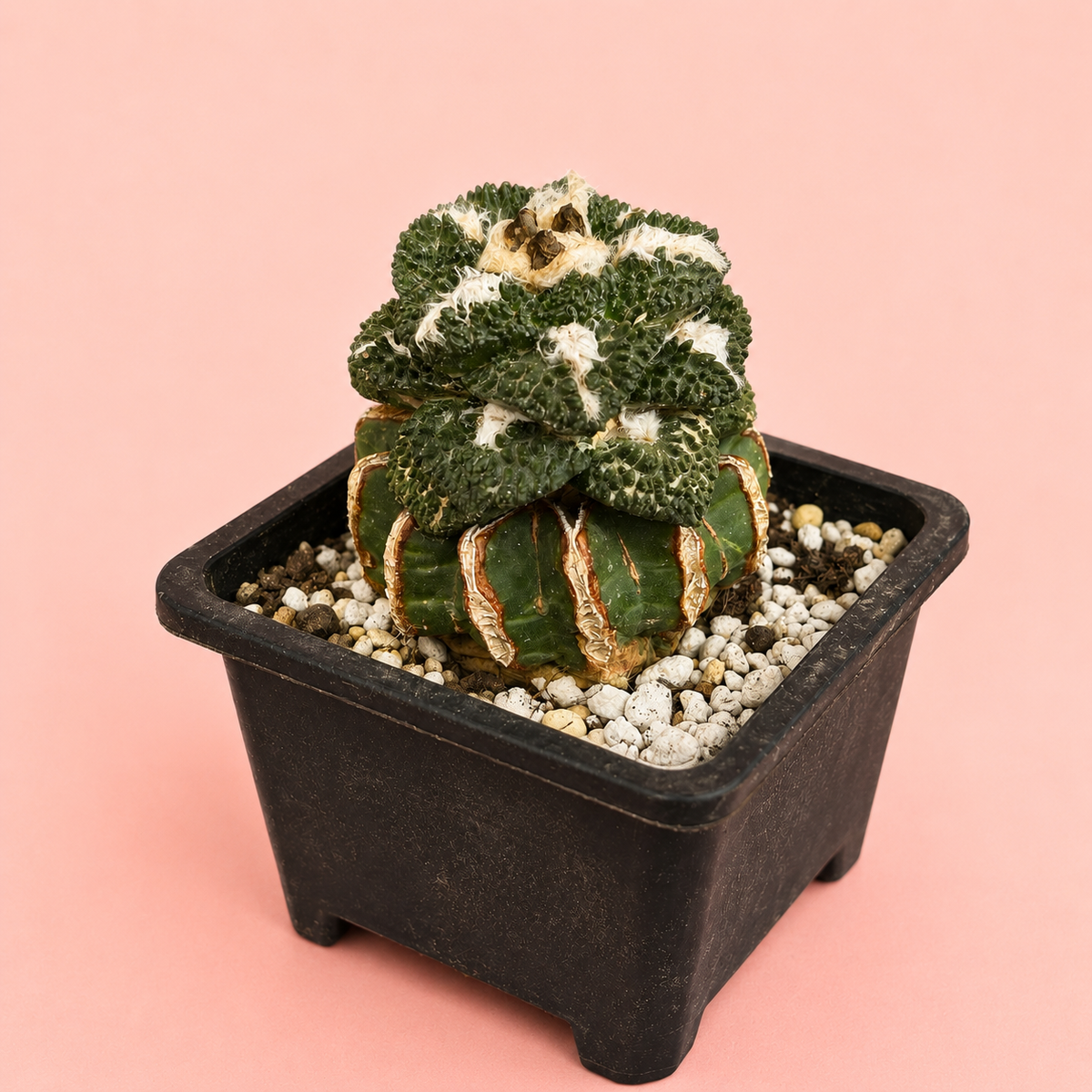 Ariocarpus fissuratus ‘Godzilla’ 8cm – Collector Cactus | Bare Root Specimen