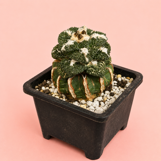Ariocarpus fissuratus ‘Godzilla’ 8cm – Collector Cactus | Bare Root Specimen
