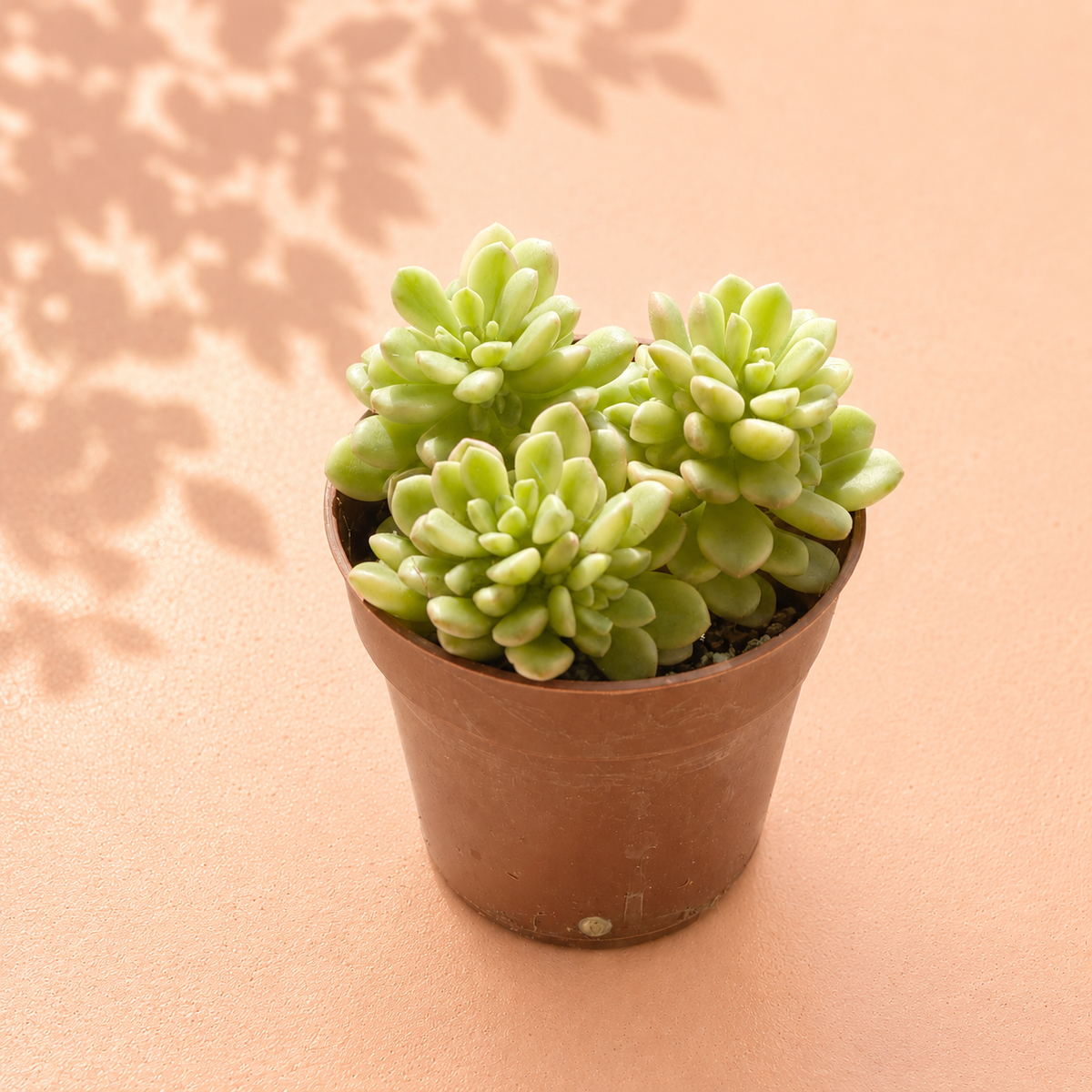 Pink Sedum Succulent in 8.5cm Nursery Pot
