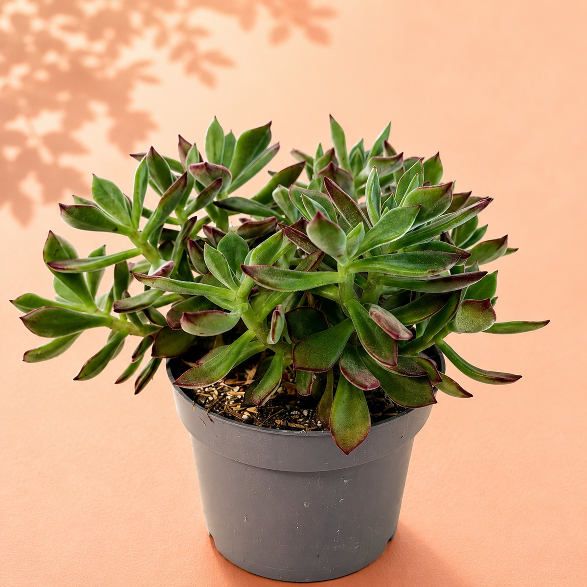 Large Echeveria Pulvinata Devotion in 13cm Nursery Pot