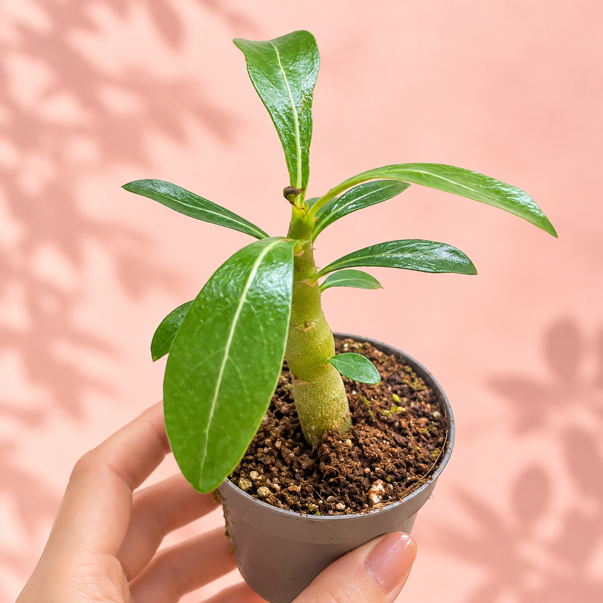 Baby Desert Rose, Adenium obesum | Caudex Succulent Plant Gift, Housewarming Gift