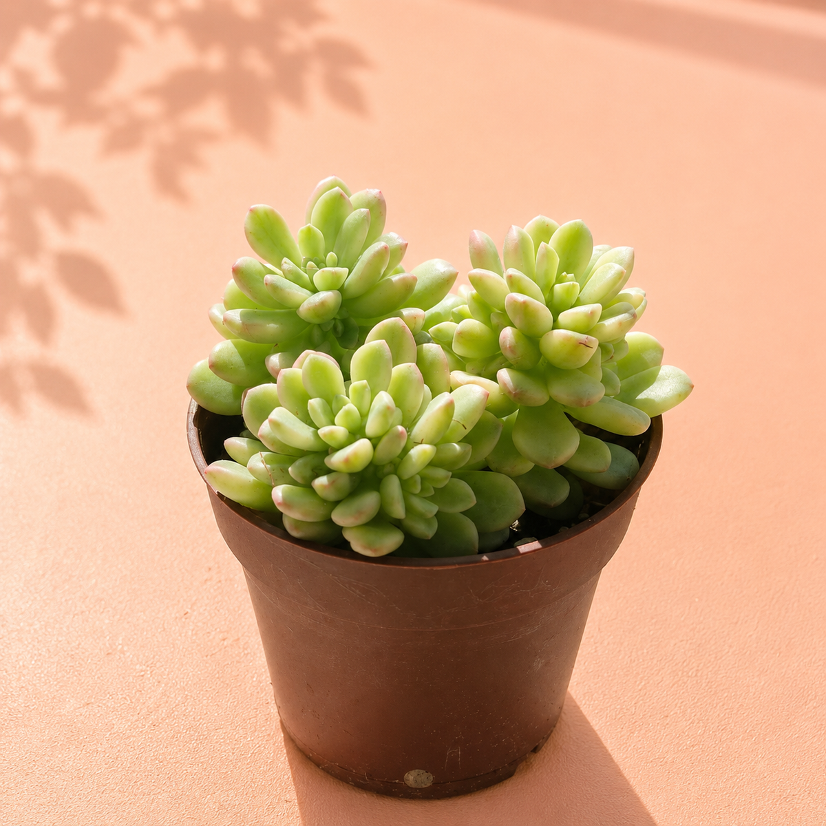 Pink Sedum Succulent in 8.5cm Nursery Pot