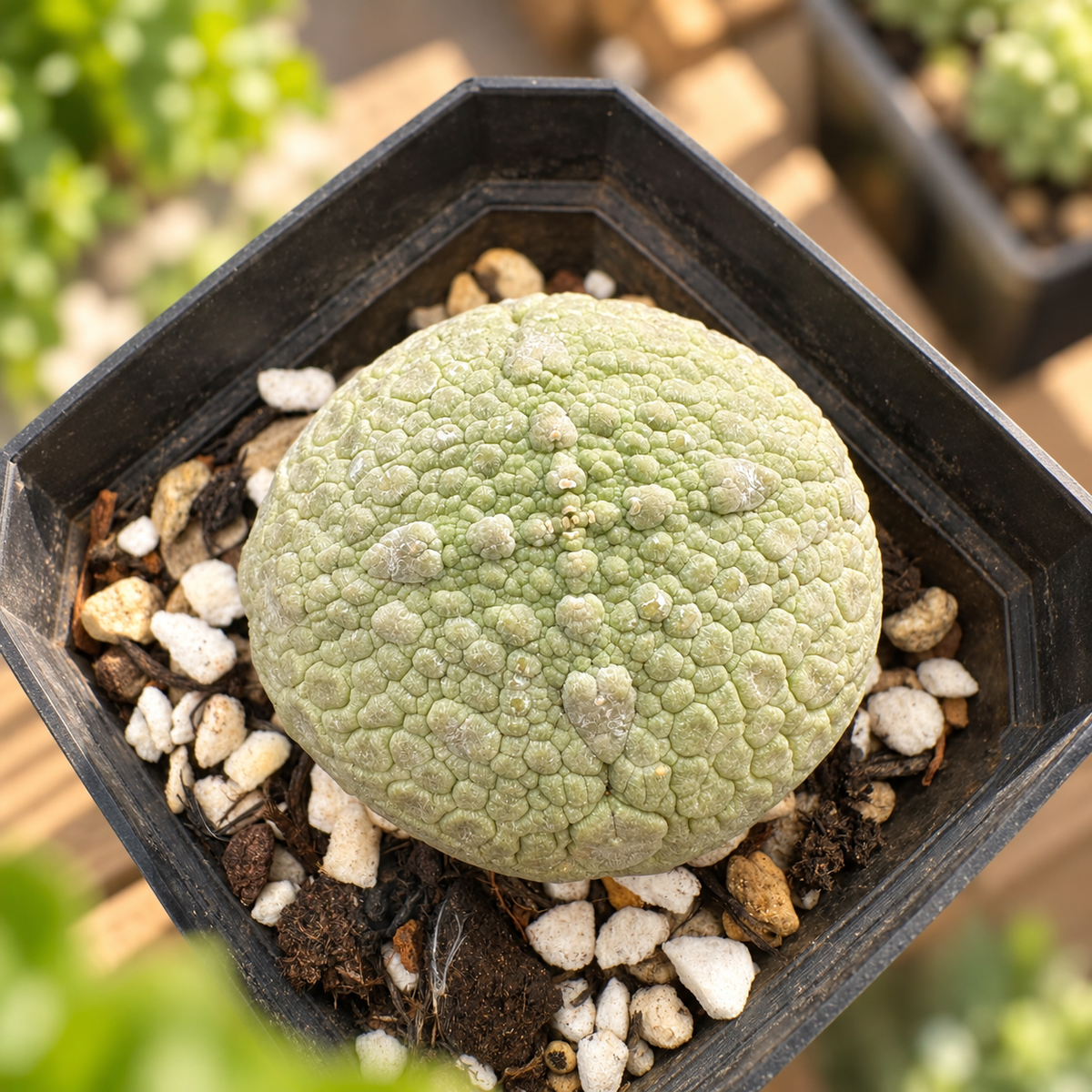 Pseudolithos migiurtinus Live Succulent Plant in 6cm Nursery Pot