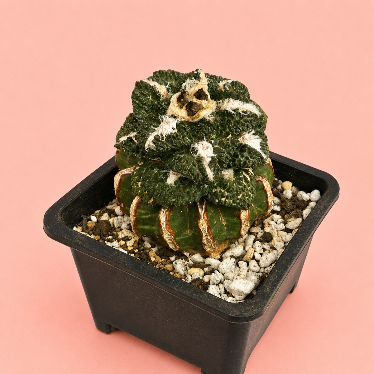 Ariocarpus fissuratus ‘Godzilla’ 8cm – Collector Cactus | Bare Root Specimen