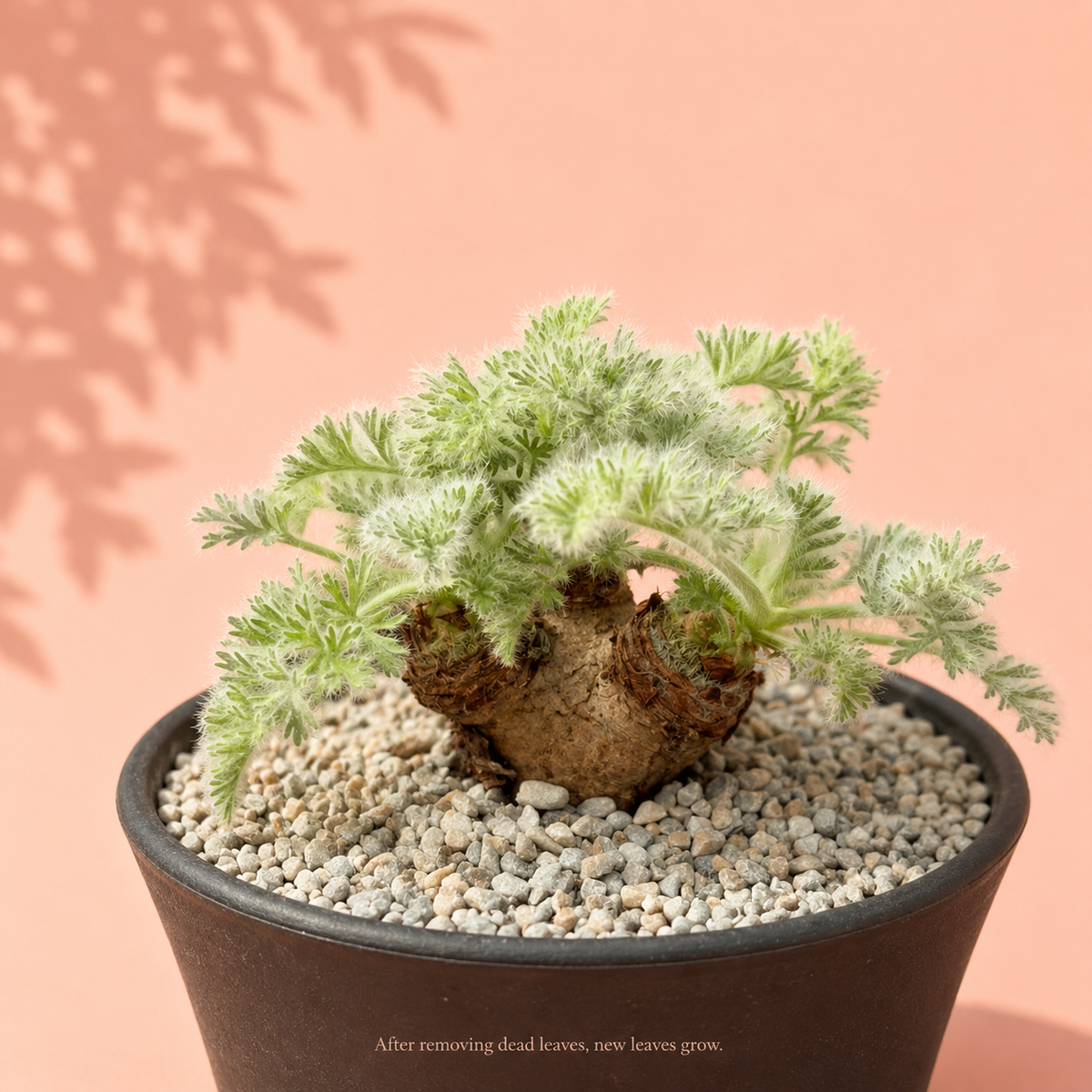 Pelargonium triste Caudex Plant – Potted Succulent, Mature Specimen Plant