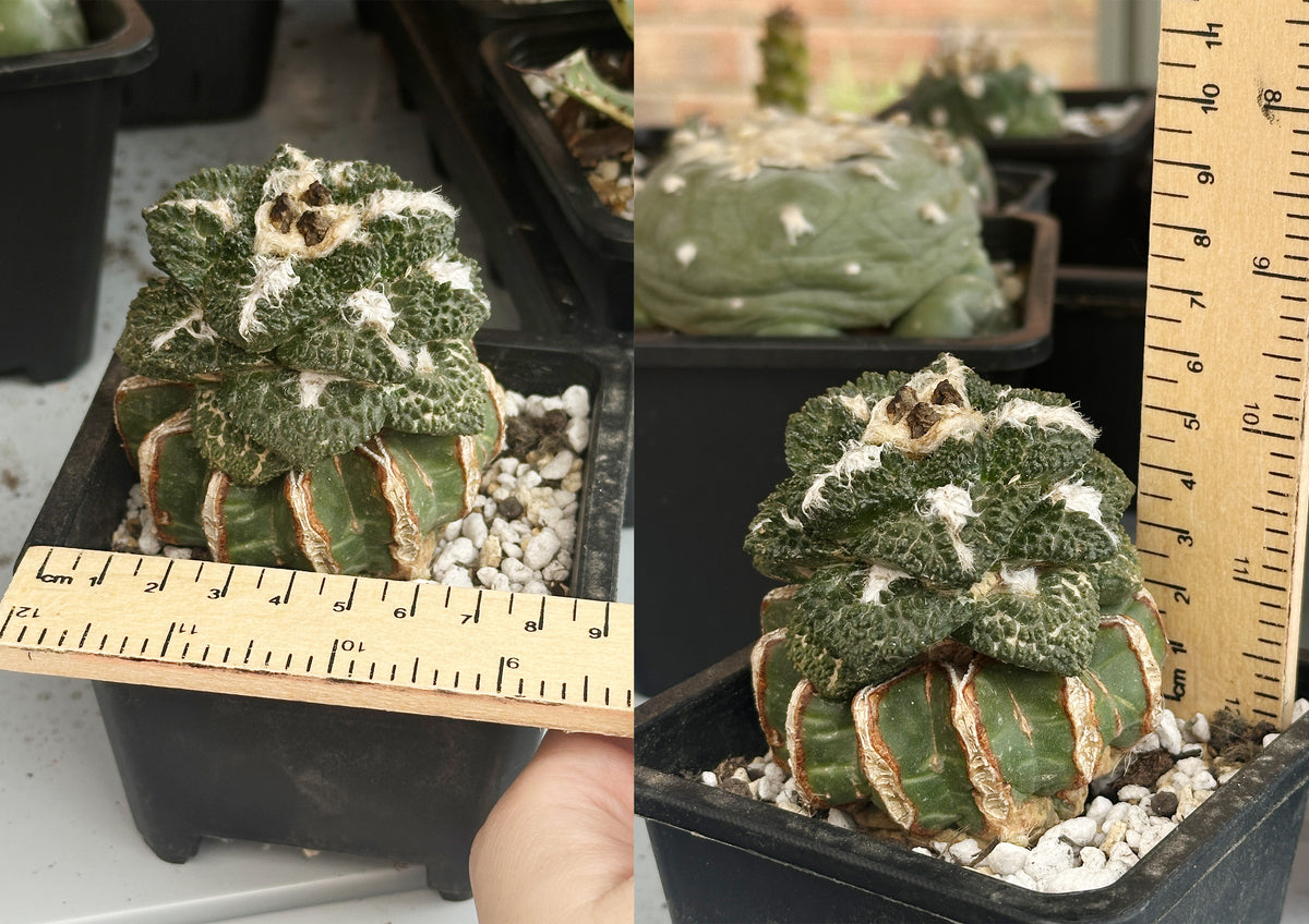 Ariocarpus fissuratus ‘Godzilla’ 8cm – Collector Cactus | Bare Root Specimen