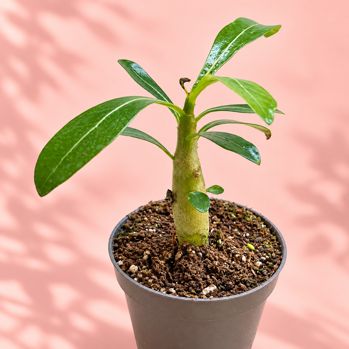 Baby Desert Rose, Adenium obesum | Caudex Succulent Plant Gift, Housewarming Gift
