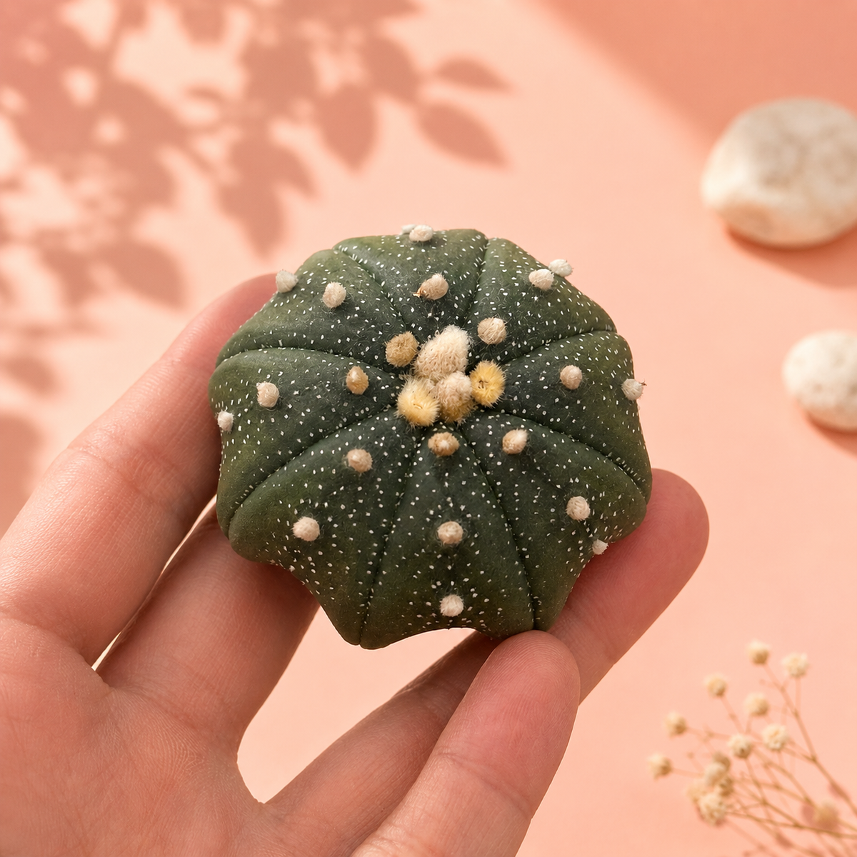 Astrophytum Asterias (Star Cactus) | 4.8-5.8cm | 3 Styles Available | Bare Root
