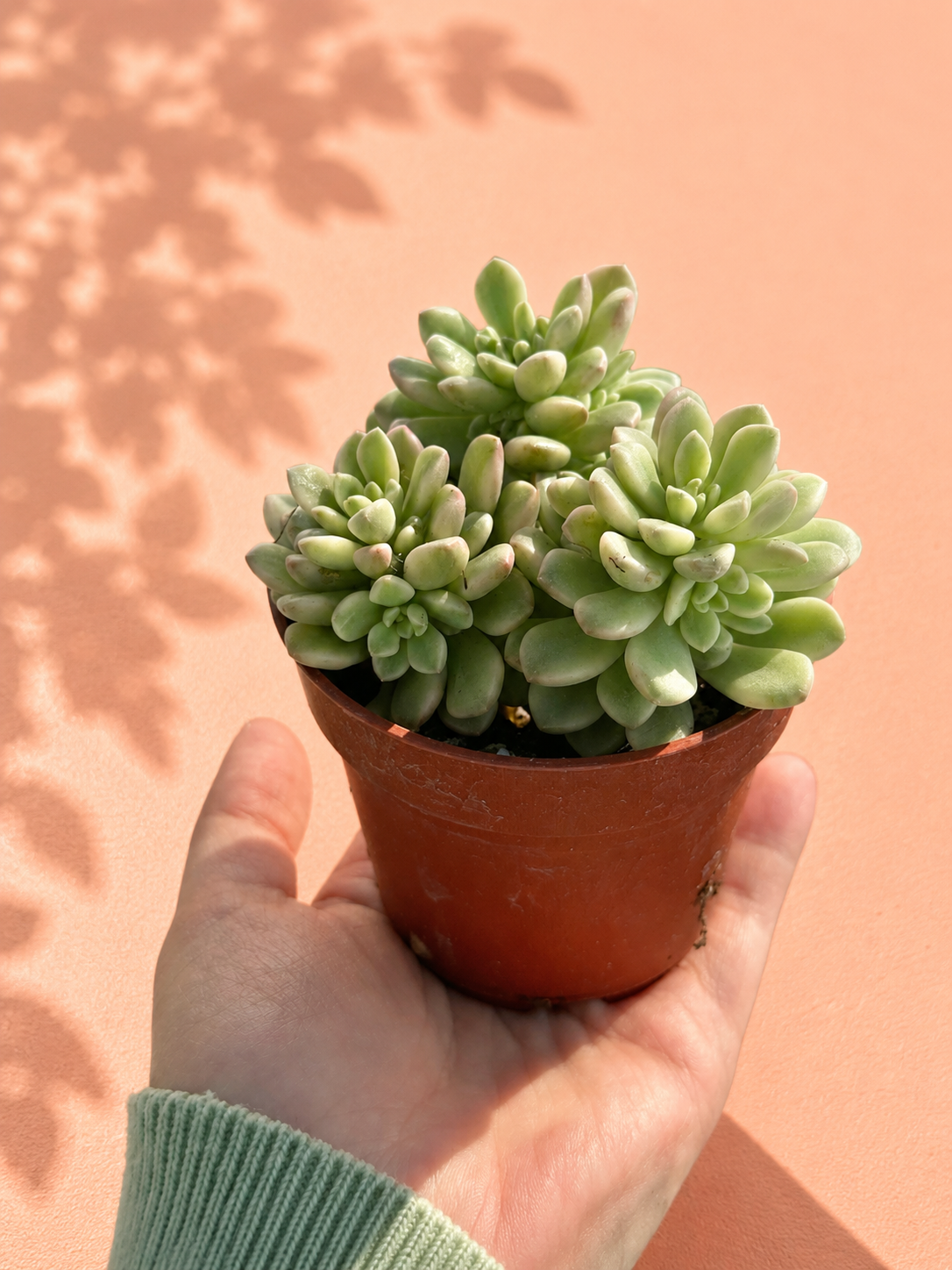 Pink Sedum Succulent in 8.5cm Nursery Pot