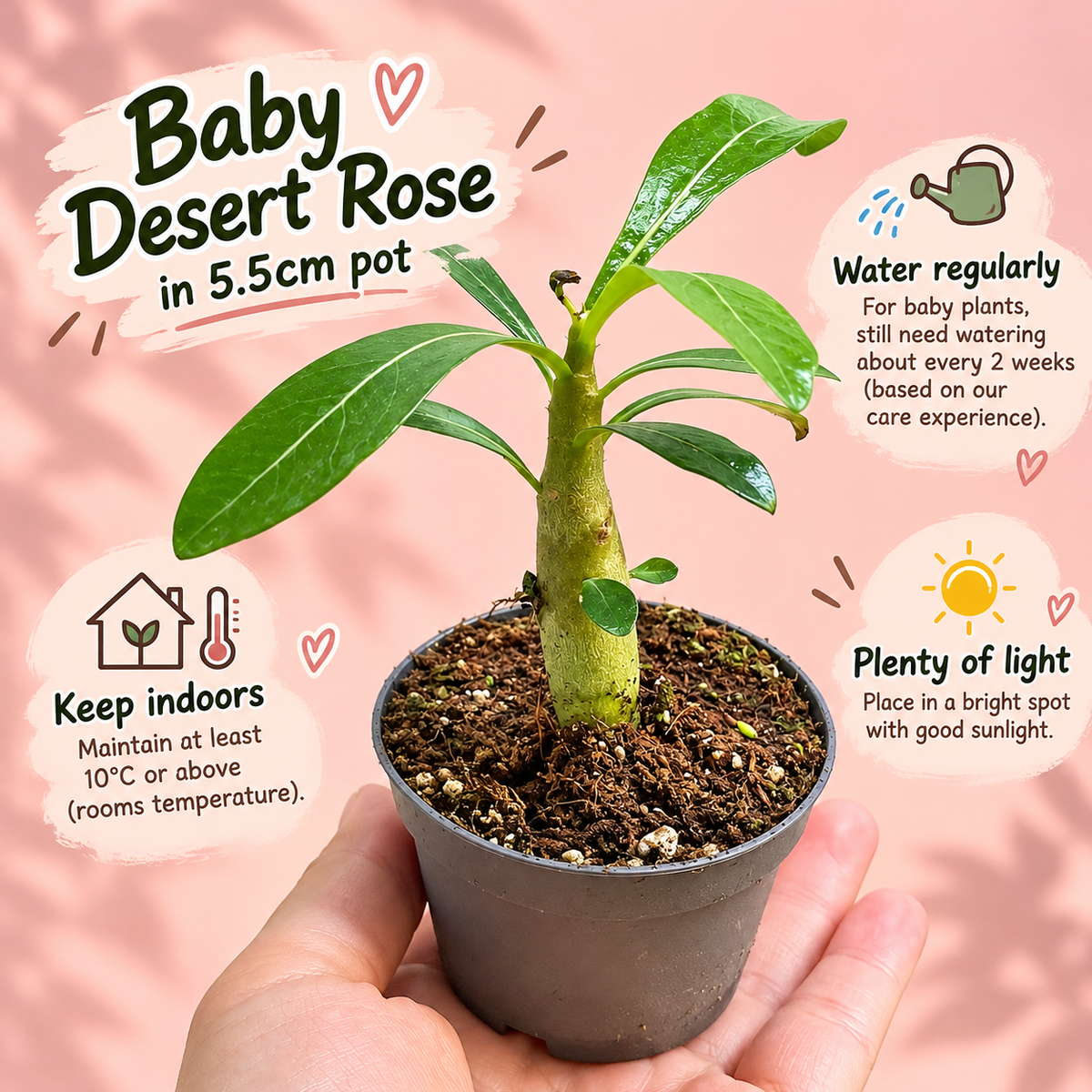 Baby Desert Rose, Adenium obesum | Caudex Succulent Plant Gift, Housewarming Gift