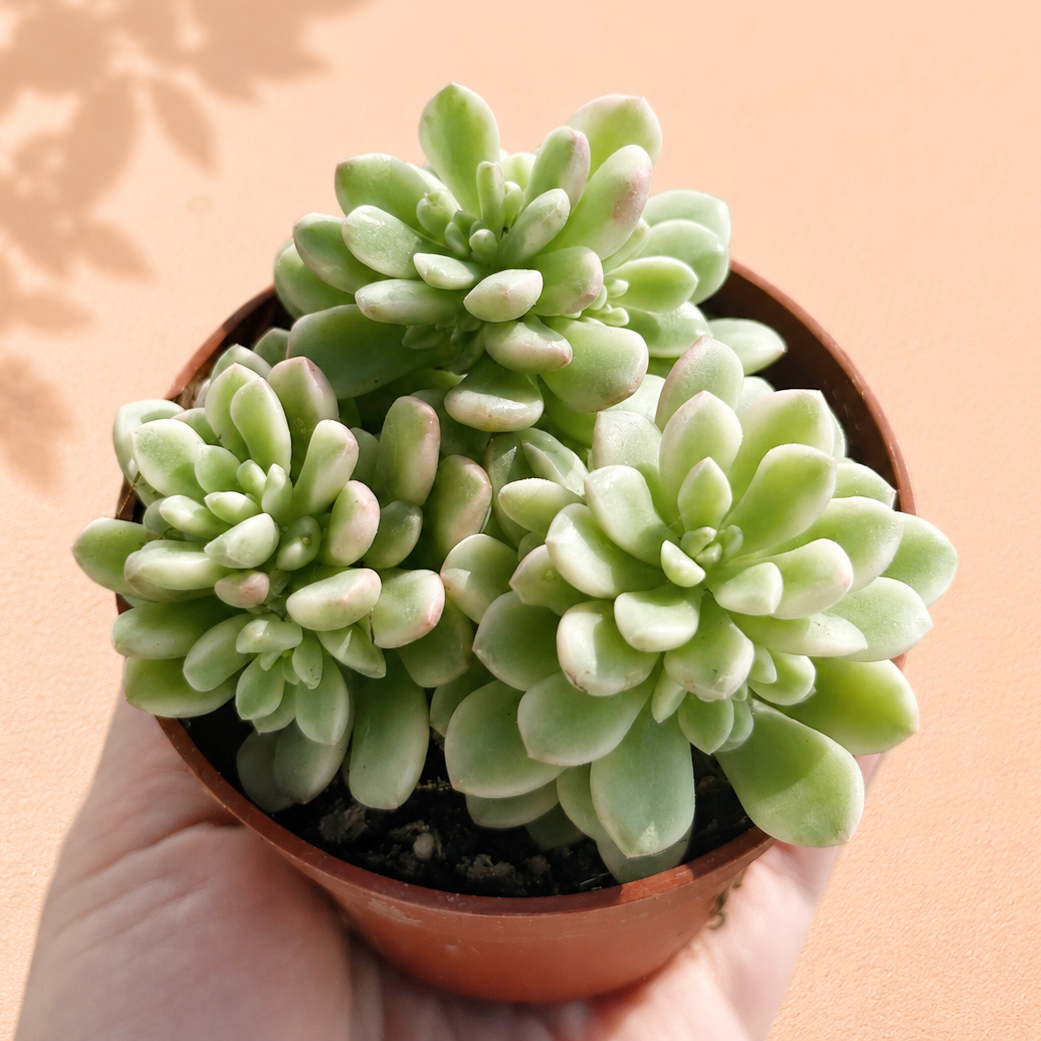 Pink Sedum Succulent in 8.5cm Nursery Pot