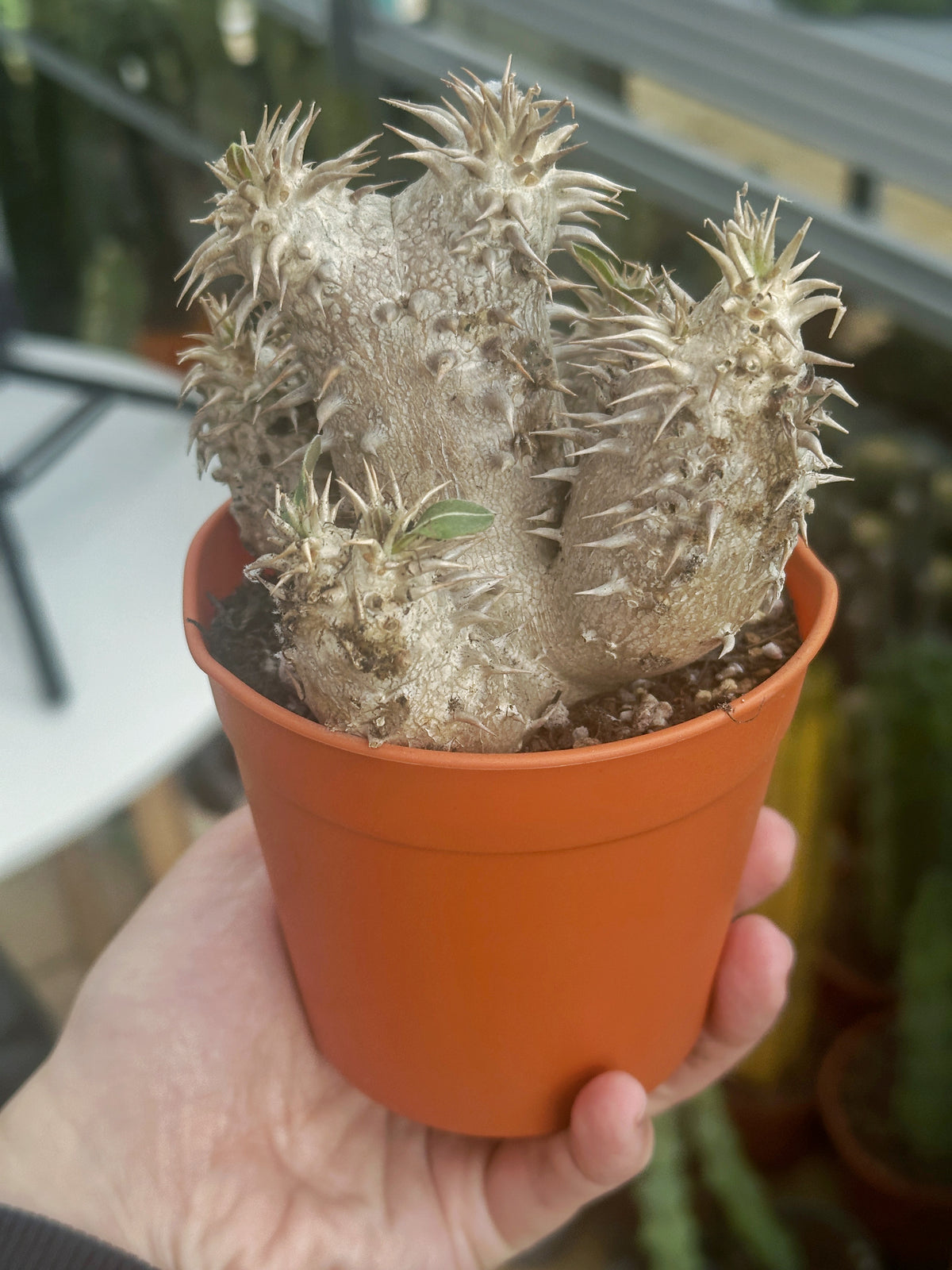 Pachypodium Densiflorum – Bare Root Caudex Succulent Plant