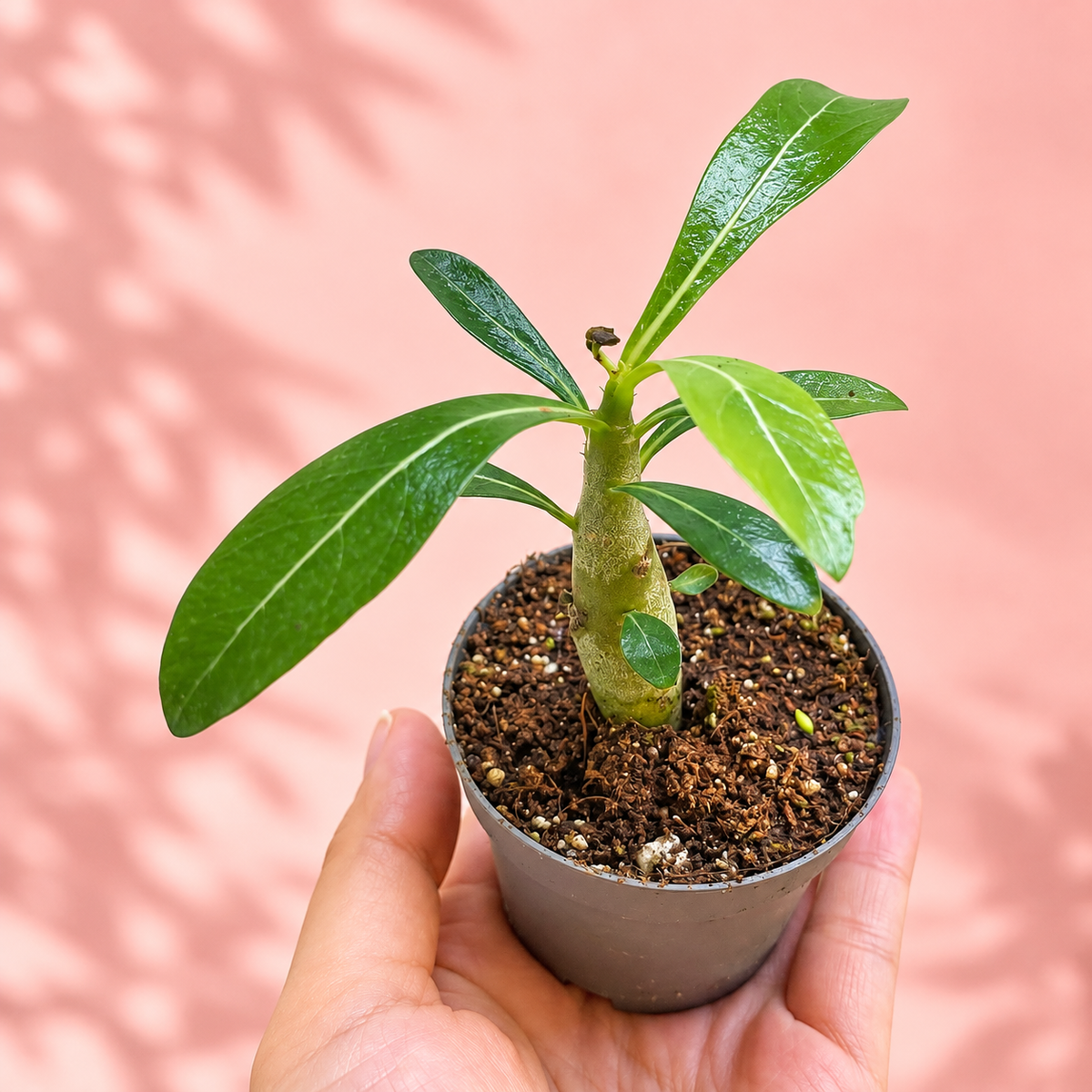 Baby Desert Rose, Adenium obesum | Caudex Succulent Plant Gift, Housewarming Gift