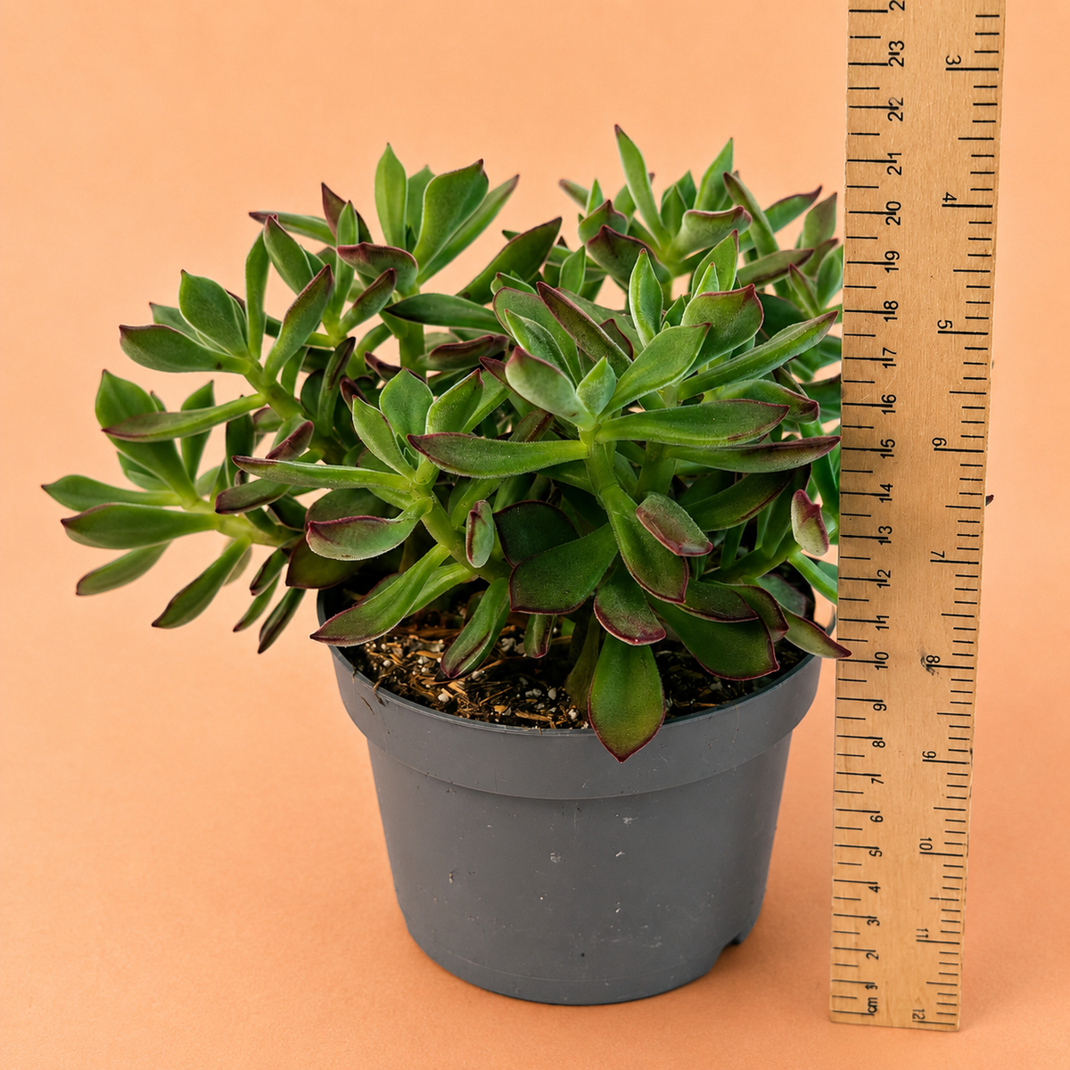 Large Echeveria Pulvinata Devotion in 13cm Nursery Pot