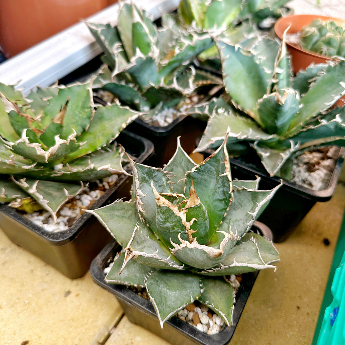 White Whale Agave – Bare Root Succulent Plant