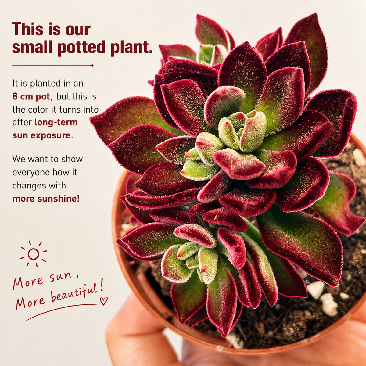 Large Echeveria Pulvinata Devotion in 13cm Nursery Pot