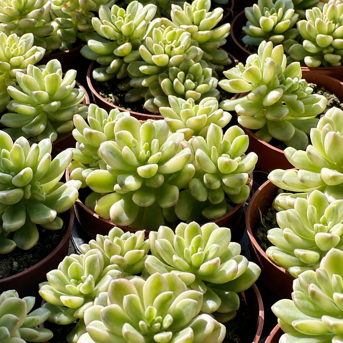 Pink Sedum Succulent in 8.5cm Nursery Pot