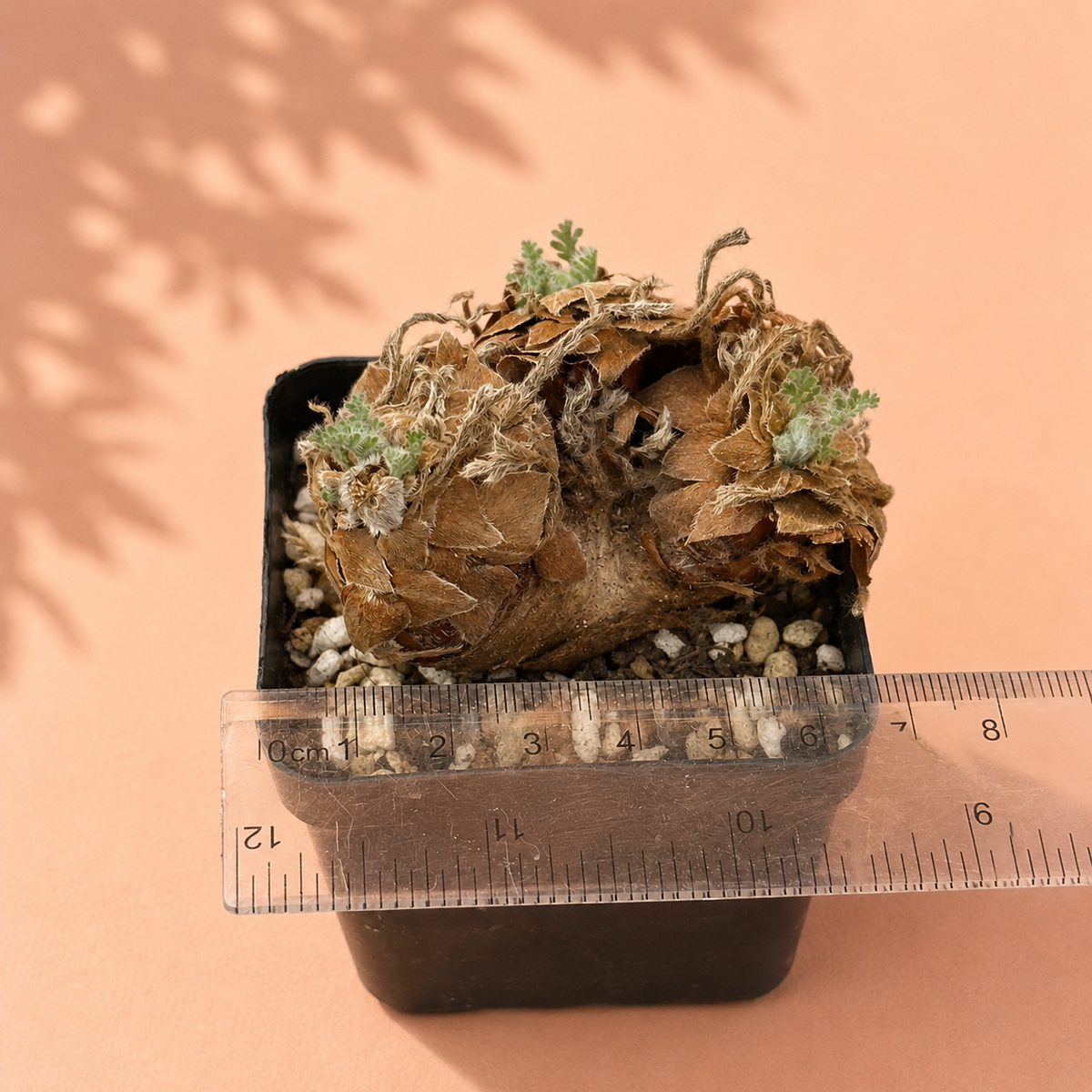 Pelargonium triste Caudex Plant – Potted Succulent, Mature Specimen Plant