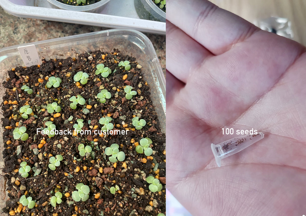 Echeveria Seeds, Rare Succulent Seeds for Home Growing, Home-Grown Succulent Varieties