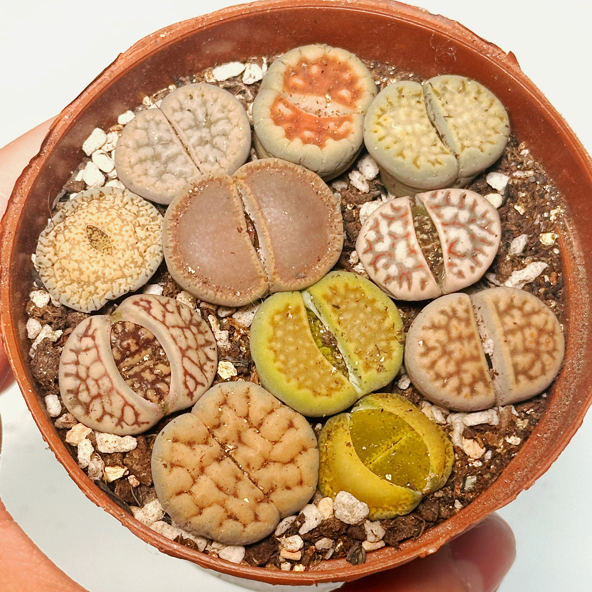 10pcs Mixed Lithops – Living Stones-Chic Chic Plants