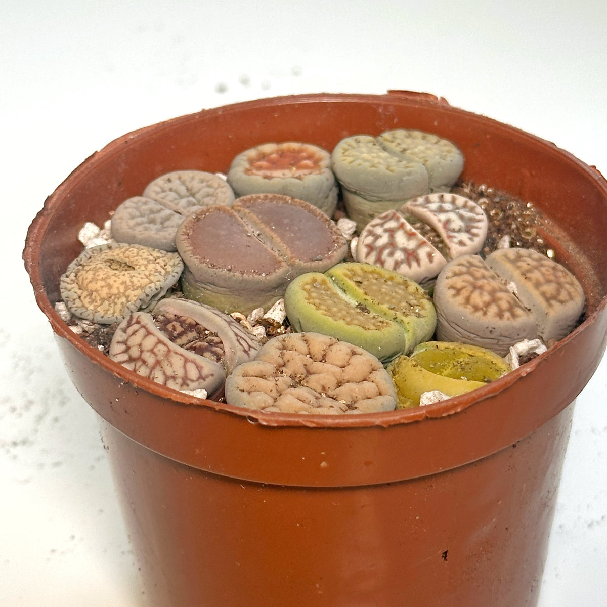 10pcs Mixed Lithops – Living Stones-Chic Chic Plants